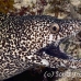 moray_spotted_eec_wc_h_0005_tci1881.jpg